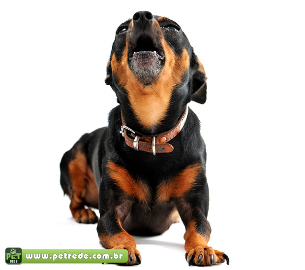 cachorro-latindo-petrede