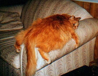 fatcat