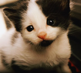 gato_ronron