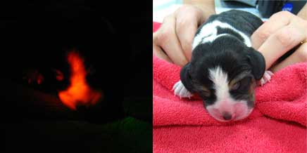 beagle_fluorescente