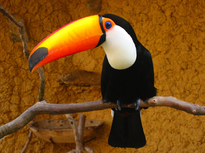 Tucano