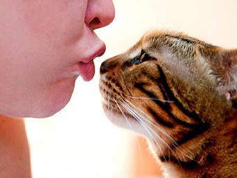 beijo_gato