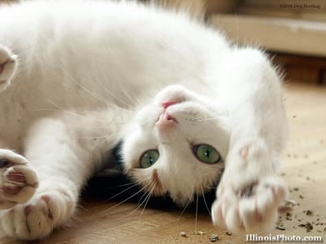 catnip