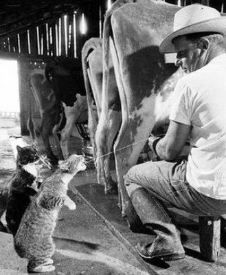 gato_leite