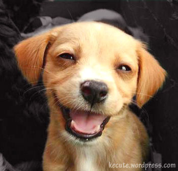 happy-dog