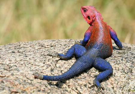 lagarto-homem-aranha