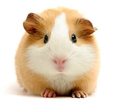 porquinho0