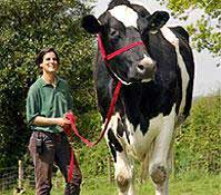 vaca