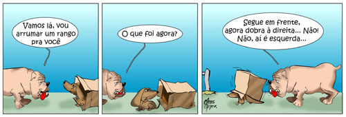 animais_de_rua07