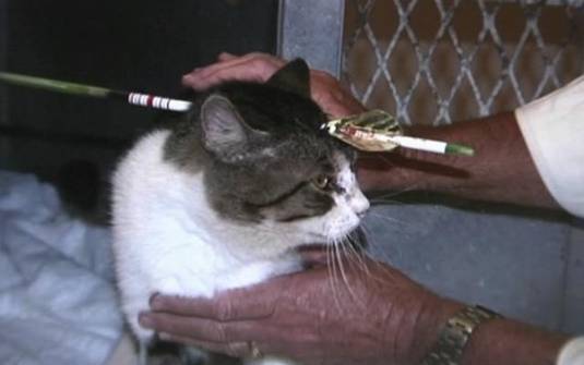 gatoflecha