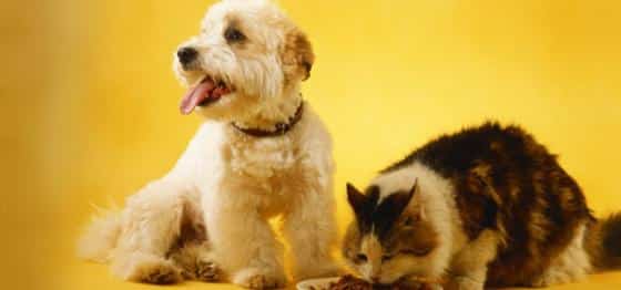 caes-gatos-gastrite