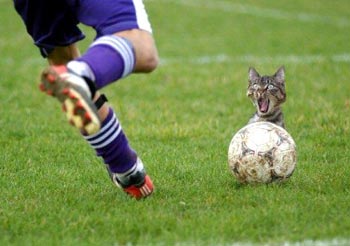 cat_ball