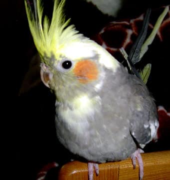 cockatiel3