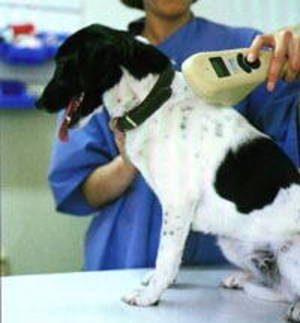 microchip099