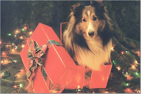DogGift