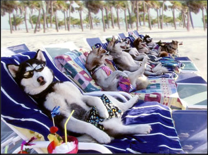 dog_vacation