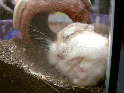 hamster02