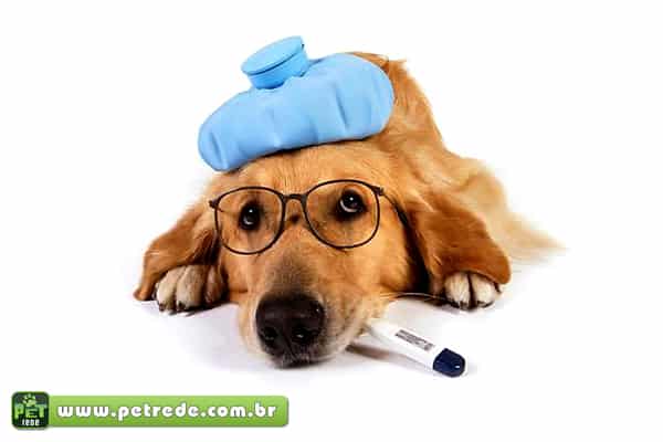 cachorro-doente-tratamento-doenca-enfermo-petrede
