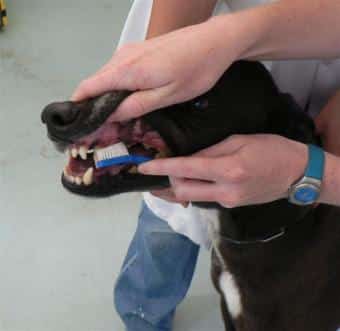 dentedog