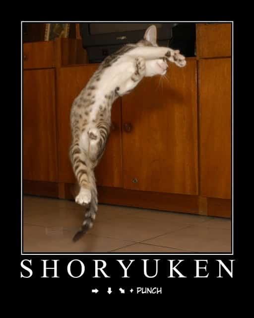 gato-dando-shoryuken-street-fighter