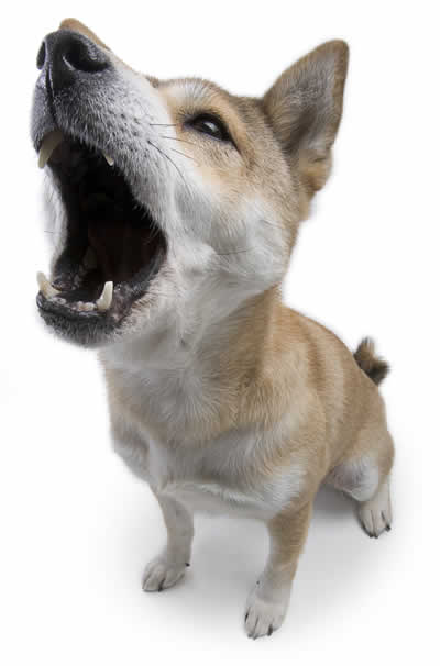 latido