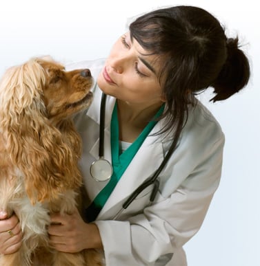 veterinario