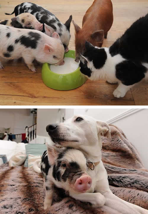 amizade-cachorro-gato-porquinho