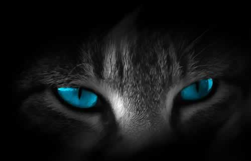 olho-de-gato