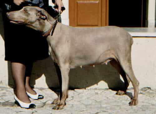 sindrome-de-cushing-