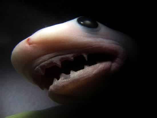 baby-shark
