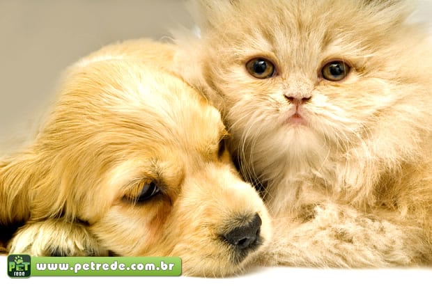 cachorro-labrador-e-gato-persa-filhotes-petrede