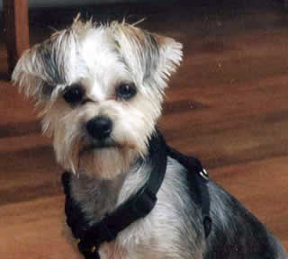 pet-rede-cachorro-estrangulado