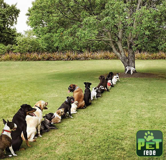 pet-rede-consequencias-do-desmatamento