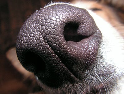 pet-rede-focinho