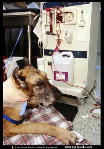 pet-rede-cachorro-doando-sangue