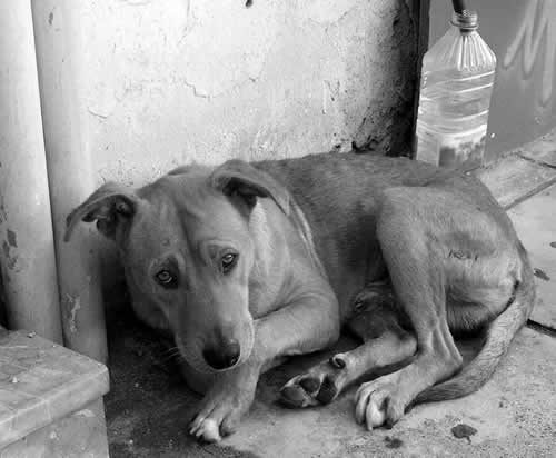 petrede-cachorro-de-rua-abandonado