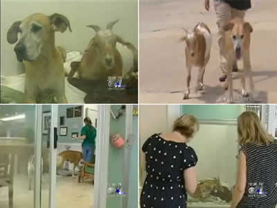 petrede-casal-cadela-e-bode