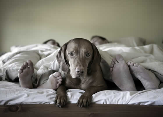 petrede-cachorro-cama