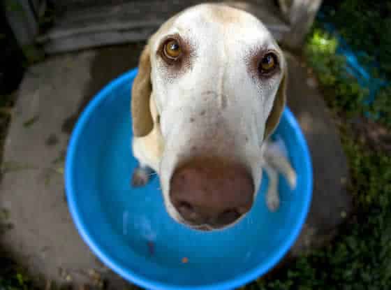 petrede-cachorro-tempo-seco-calor