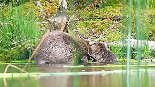 petrede-castor-escocia