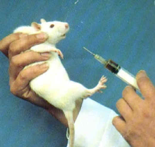 petrede-cobaia-laboratorio-injecao-vacina