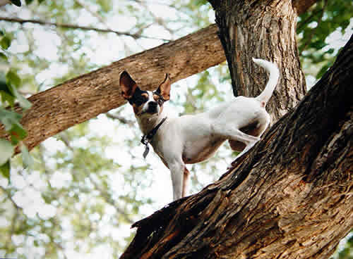 petrede-cachorro-na-arvore