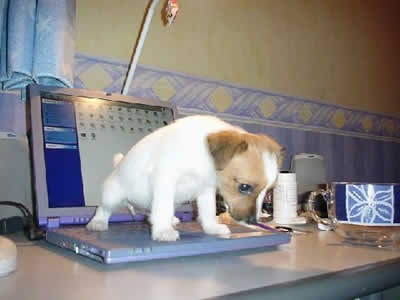 petrede-cachorro-xixi