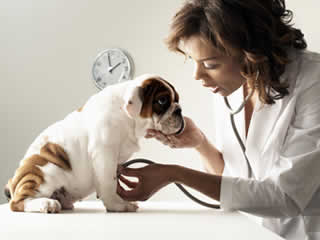 petrede-consulta-veterinaria