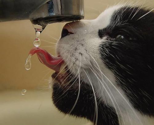 petrede-gato-bebendo-agua