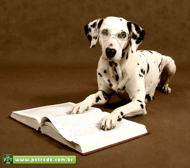 cachorro-dalmata-oculos-lendo-livro-estudo-inteligente-petrede