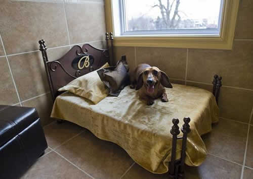 petrede-cachorro-hotel-cama