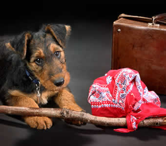 petrede-cachorro-mala-trouxa-viagem
