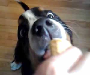 petrede-cachorro-sorvete