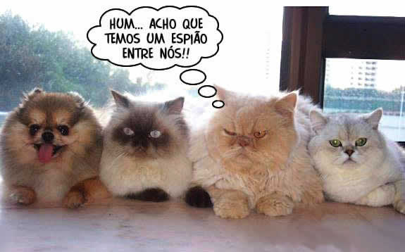 petrede-gatos-cachorro-intruso